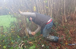 Traditional Pembrokeshire style hedge laying service
